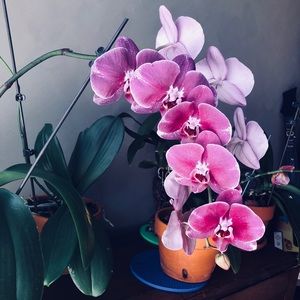 Meet your Posher, Ainslee